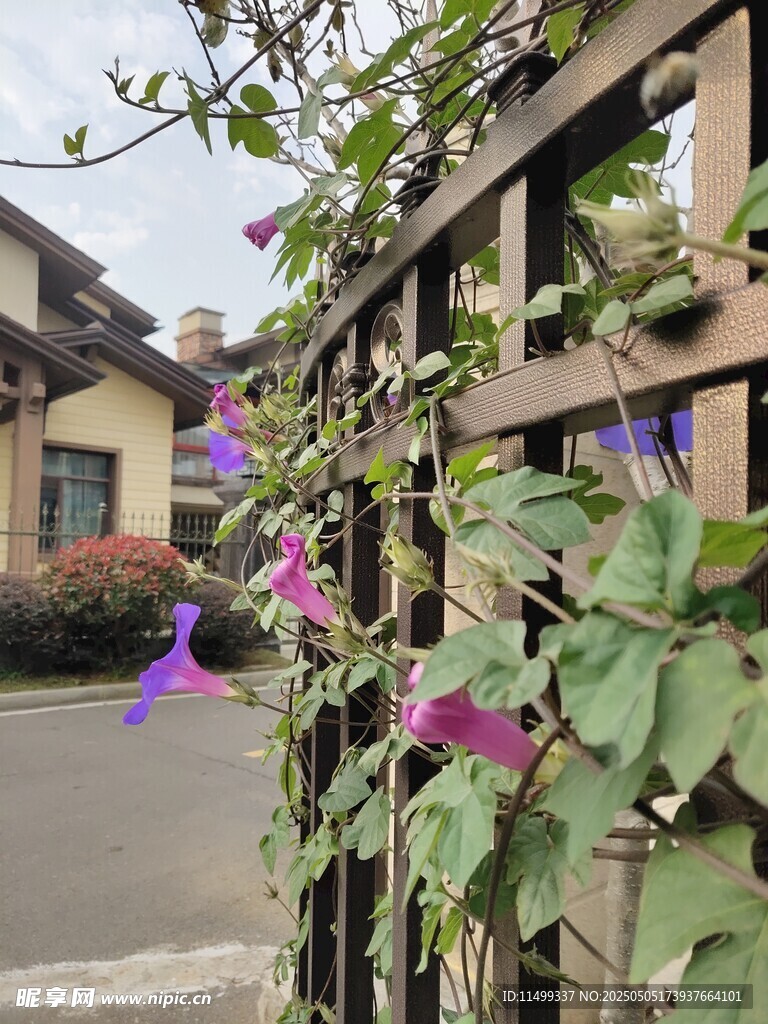 牵牛花