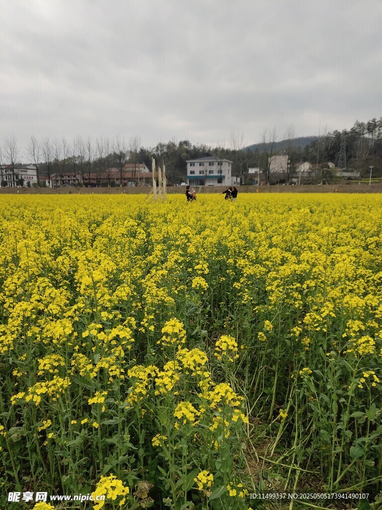 油菜花