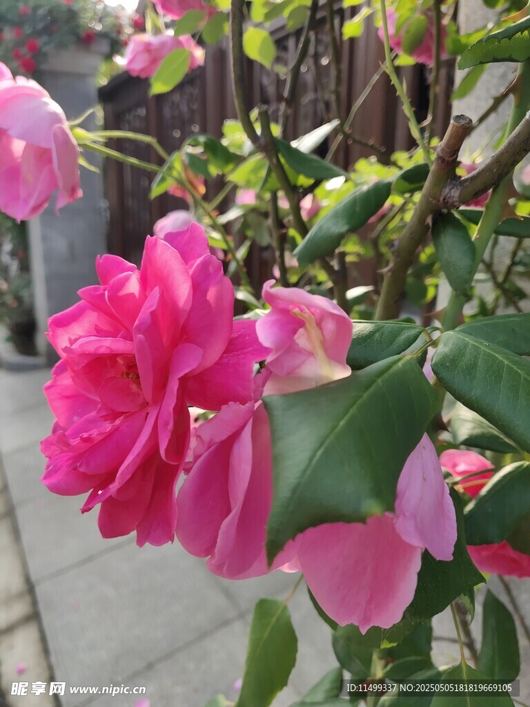 月季