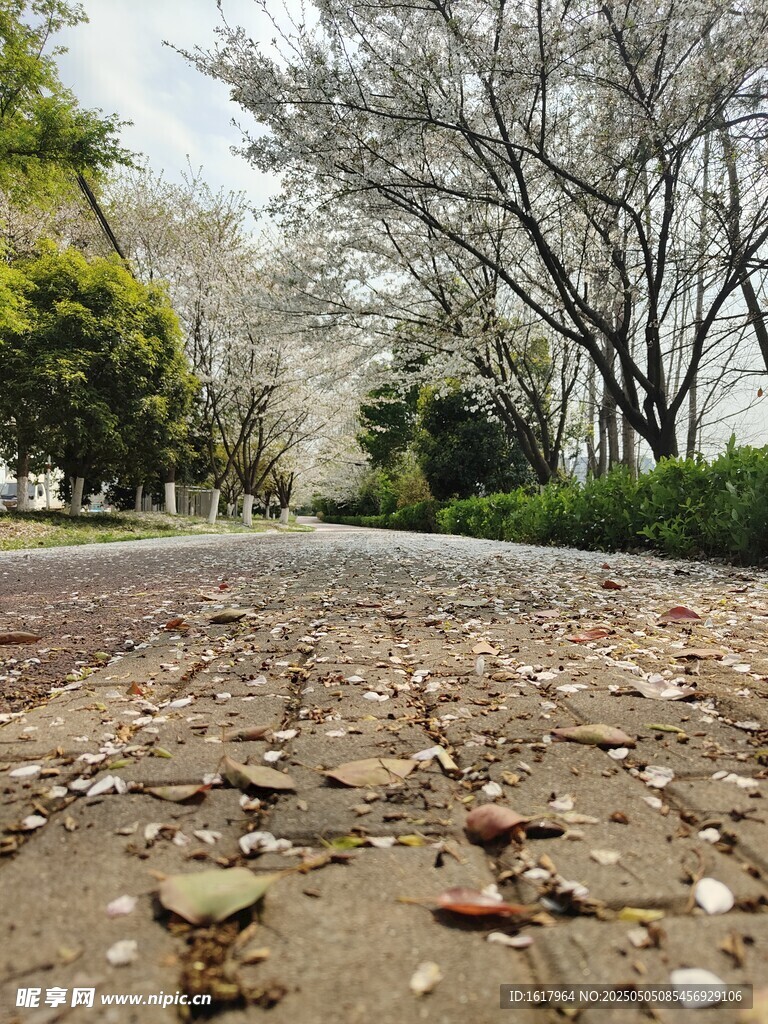 落叶 海棠