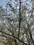 小白花