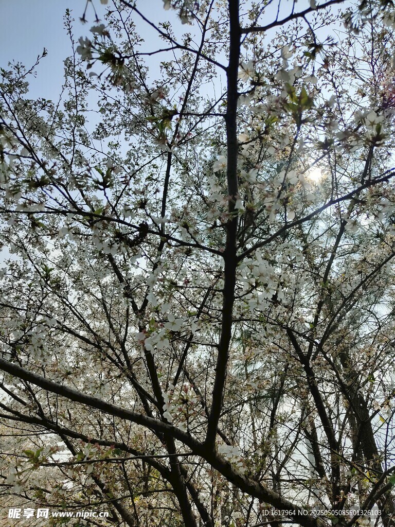 小白花