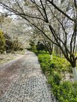 花海小路