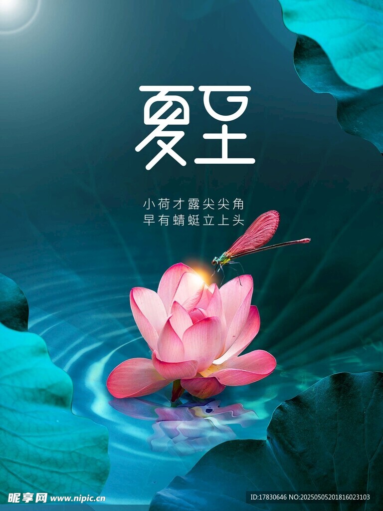 夏至荷花绽放美景