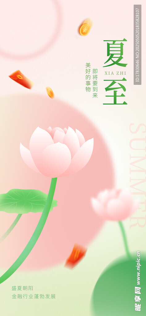 夏至时节荷花绽放