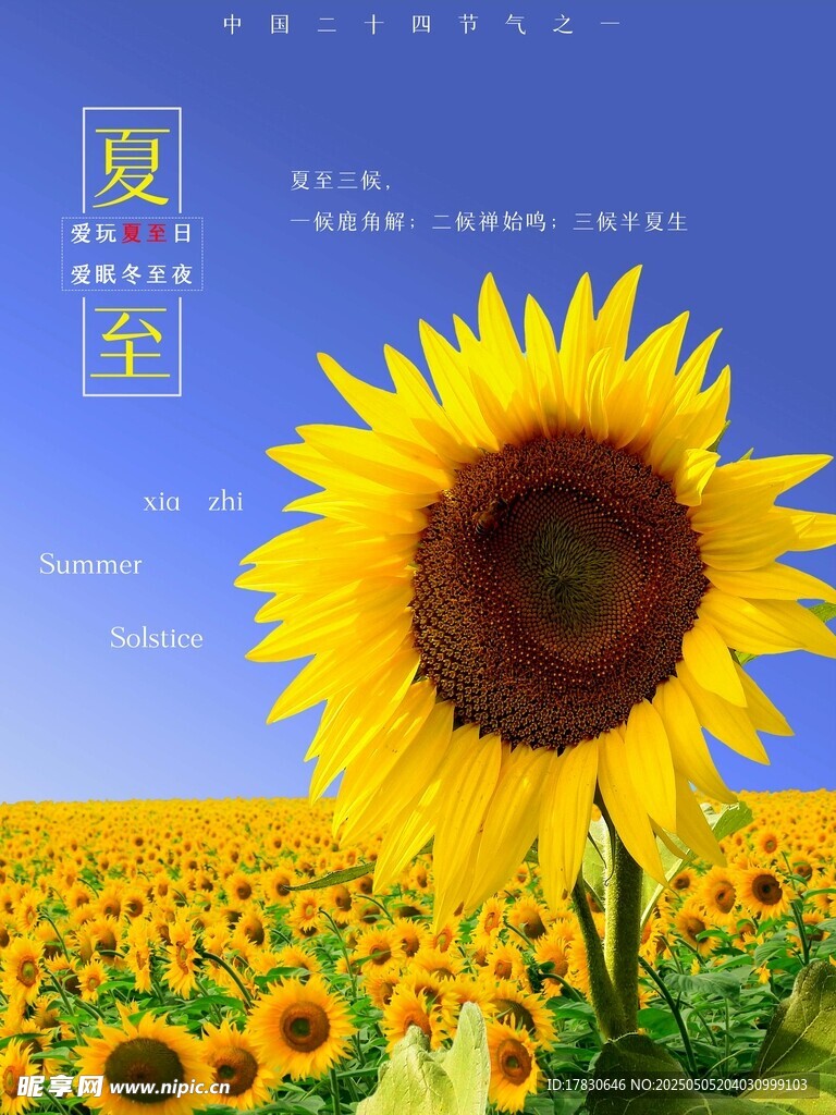 夏至向日葵花海美景