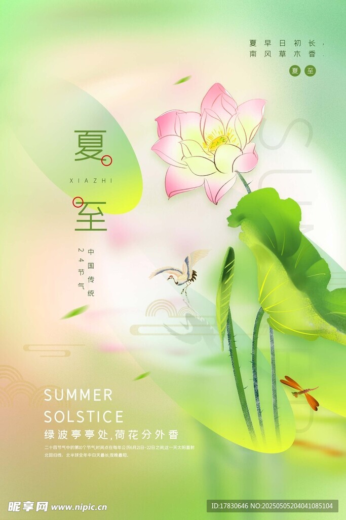 夏至荷花绽放美景