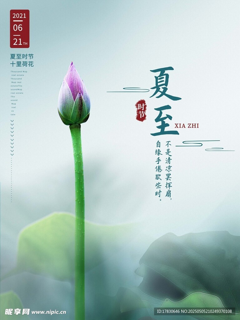 夏至时节荷花待放