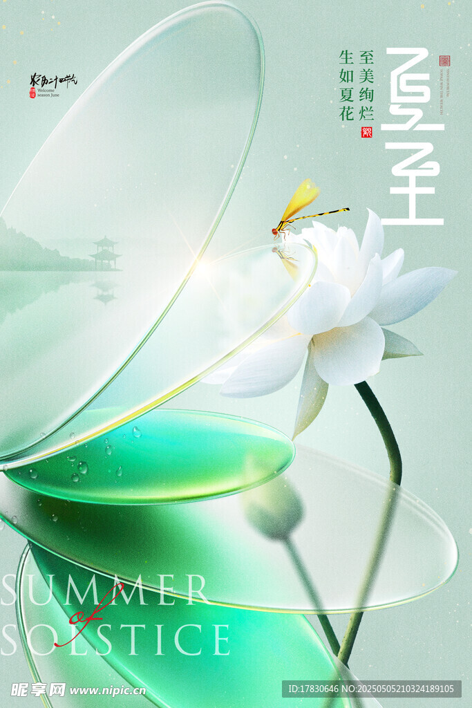 夏至荷花图
