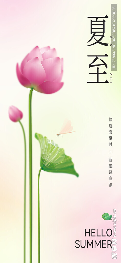 夏至荷花图