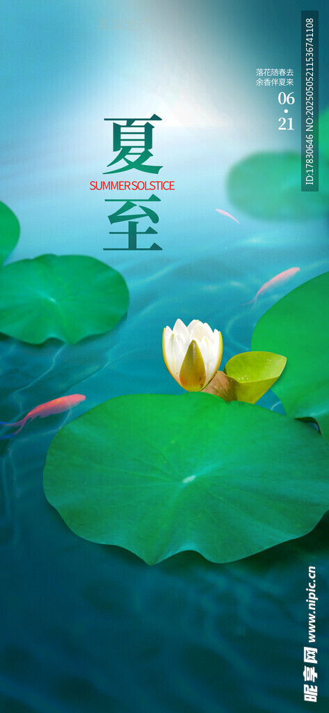 夏至时节的荷塘美景