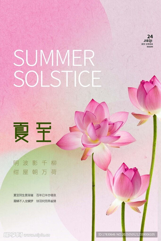 夏至时节绽放的美丽荷花