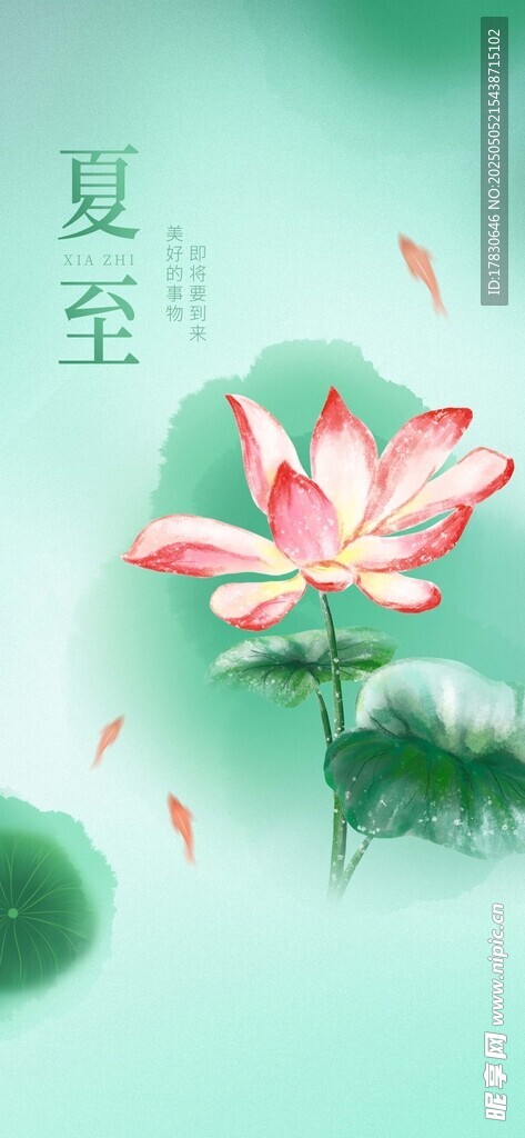 夏至荷花绽放美景