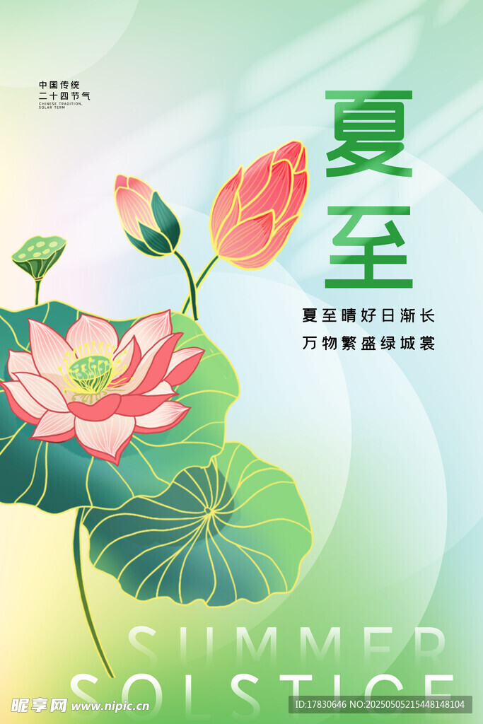 夏至时节荷花绽放