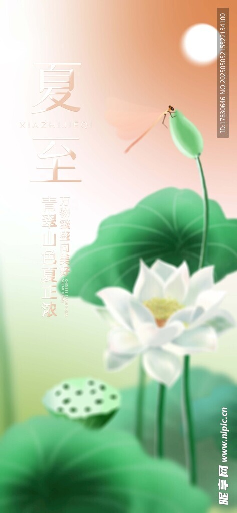 夏日荷花美景