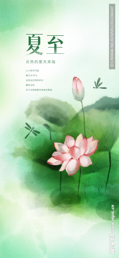 夏日荷花美景