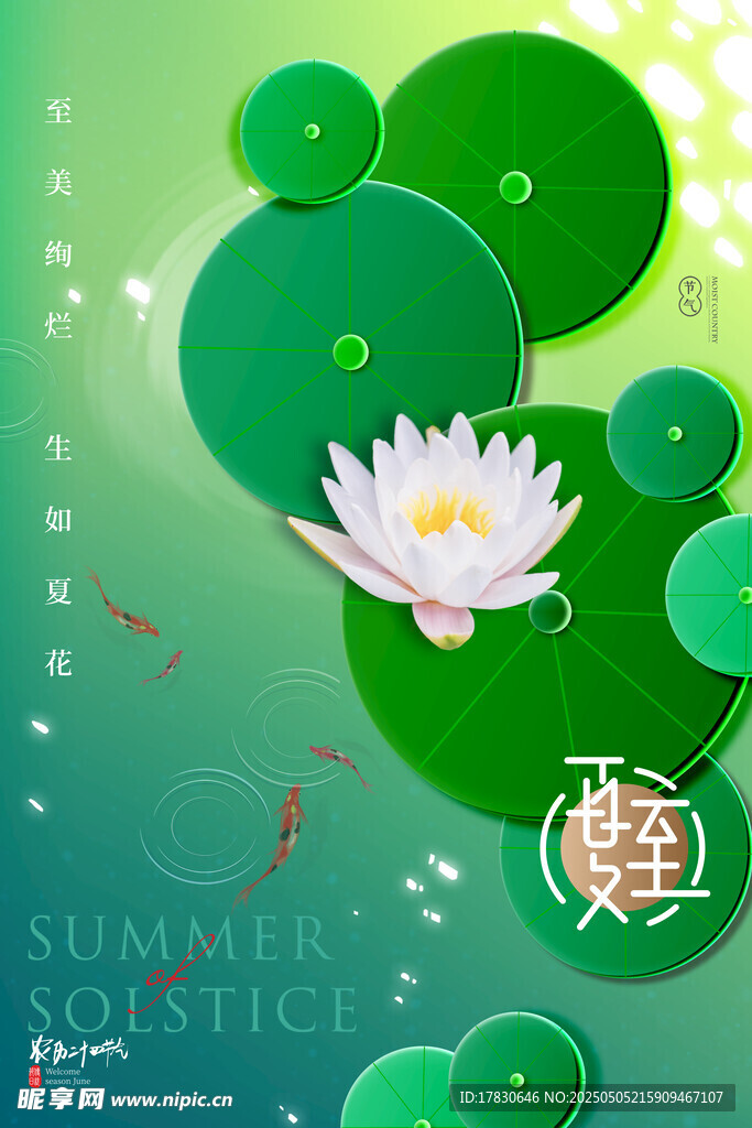 夏日荷花荷叶清新美景