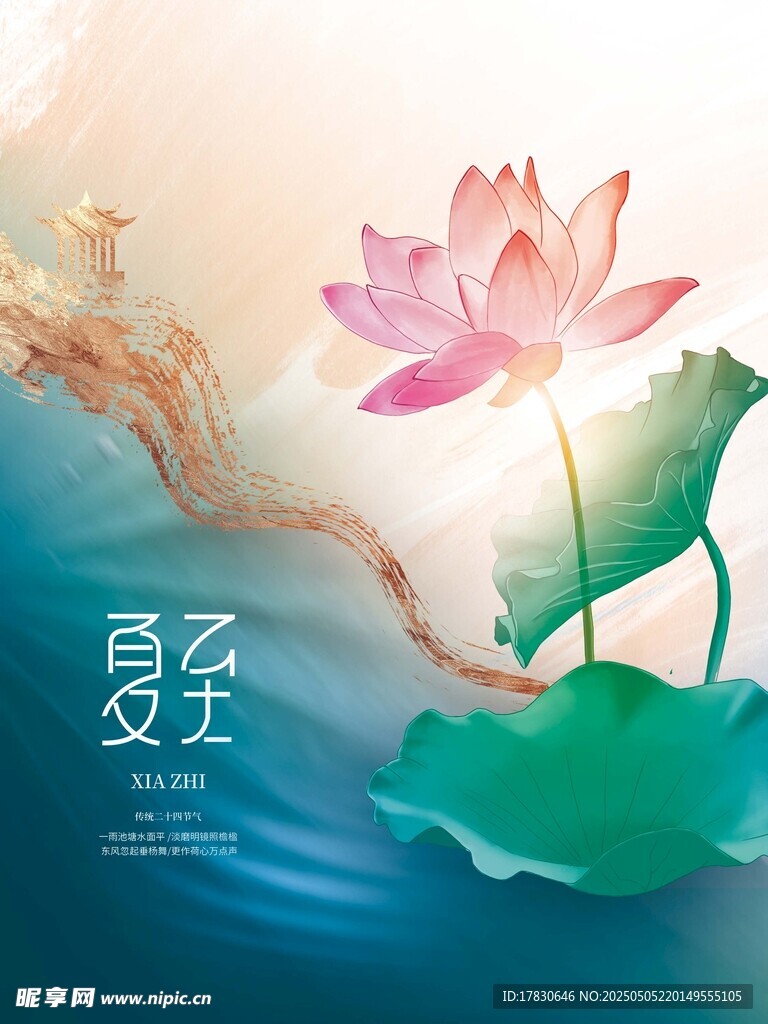 夏日荷花绽放美景