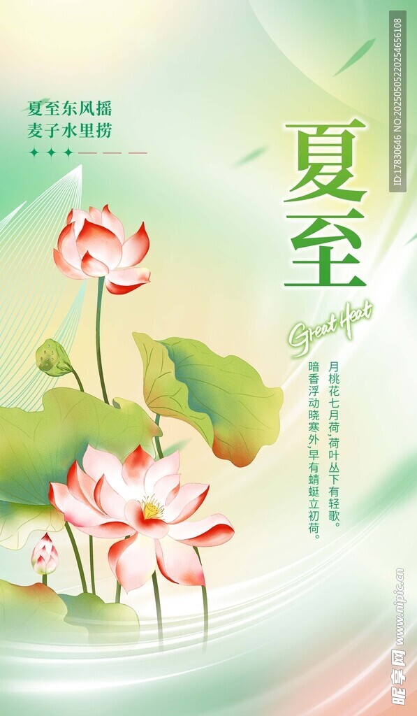 夏至时节荷花绽放