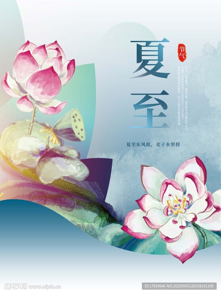 夏至荷花插画