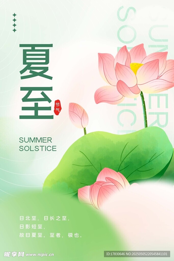 夏至时节荷花绽放美景