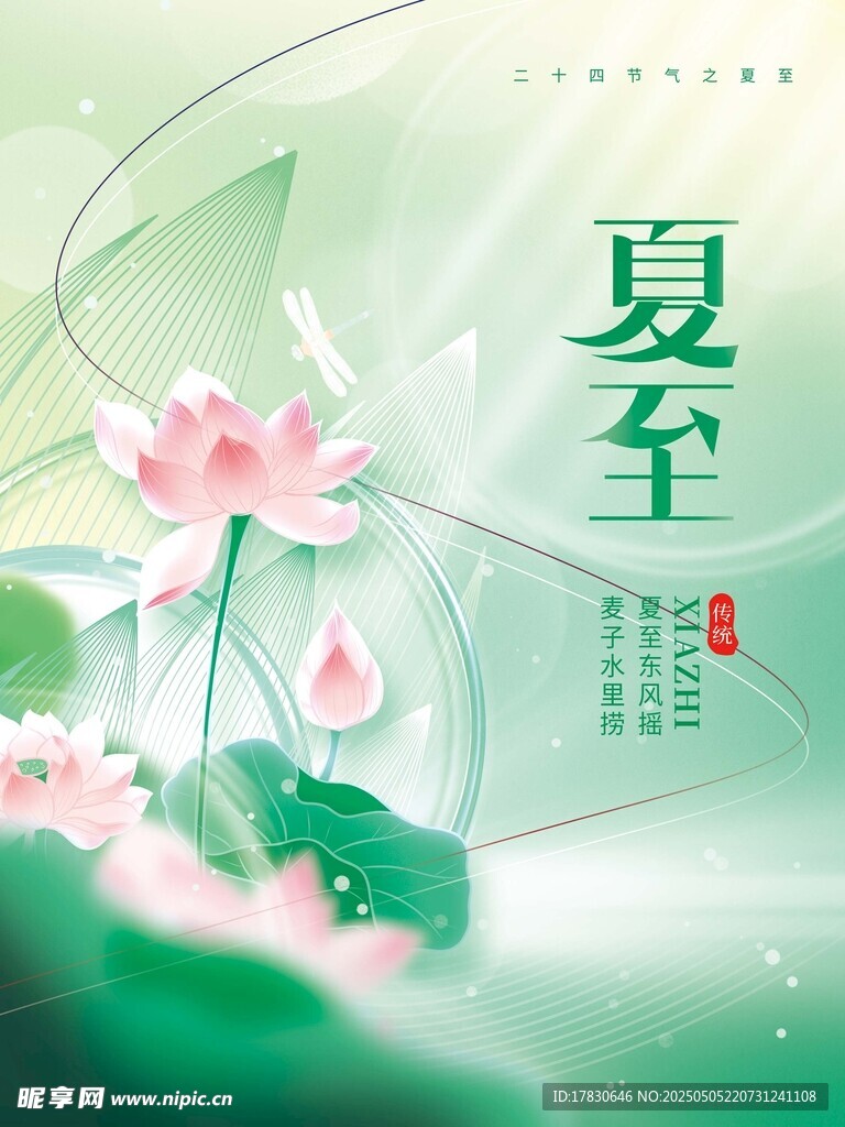 夏至时节荷花绽放美景