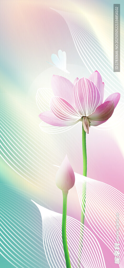 梦幻粉色莲花绽放