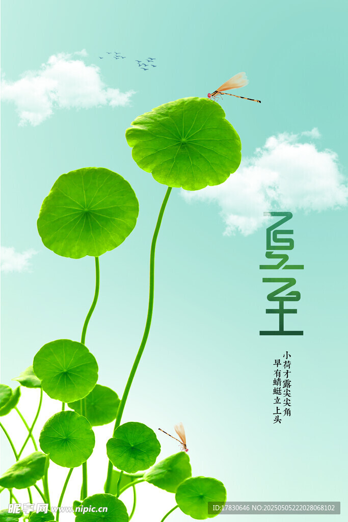 夏至时节的清新荷叶景观