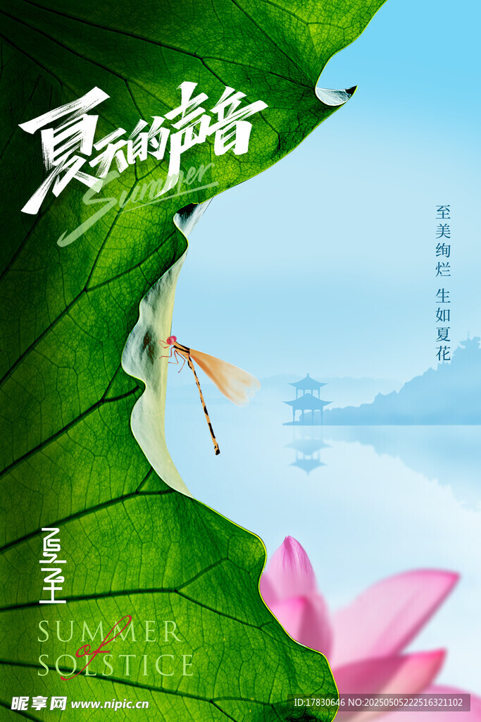 夏日荷韵中的灵动景致