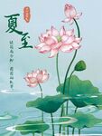 夏至时节荷花绽放