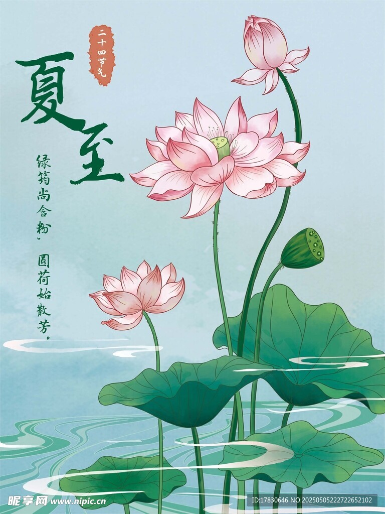 夏至时节荷花绽放