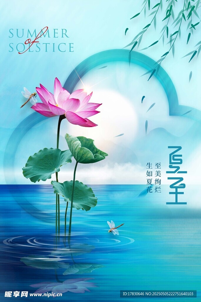 梦幻荷花水中绽放