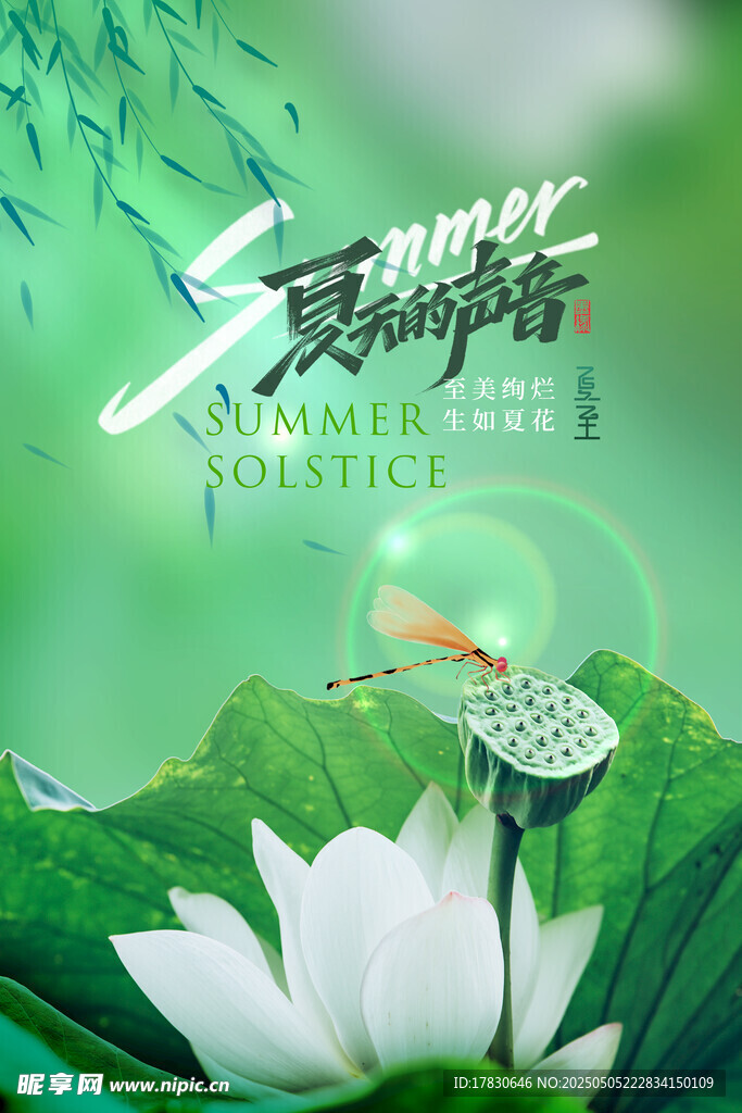 夏日荷塘蜻蜓飞舞美景