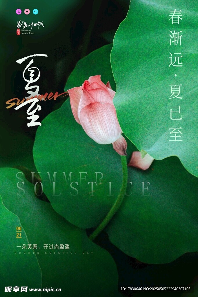 夏日荷花图
