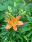 百合花