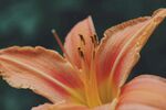 萱草花