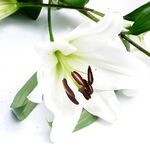 百合