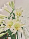 百合花