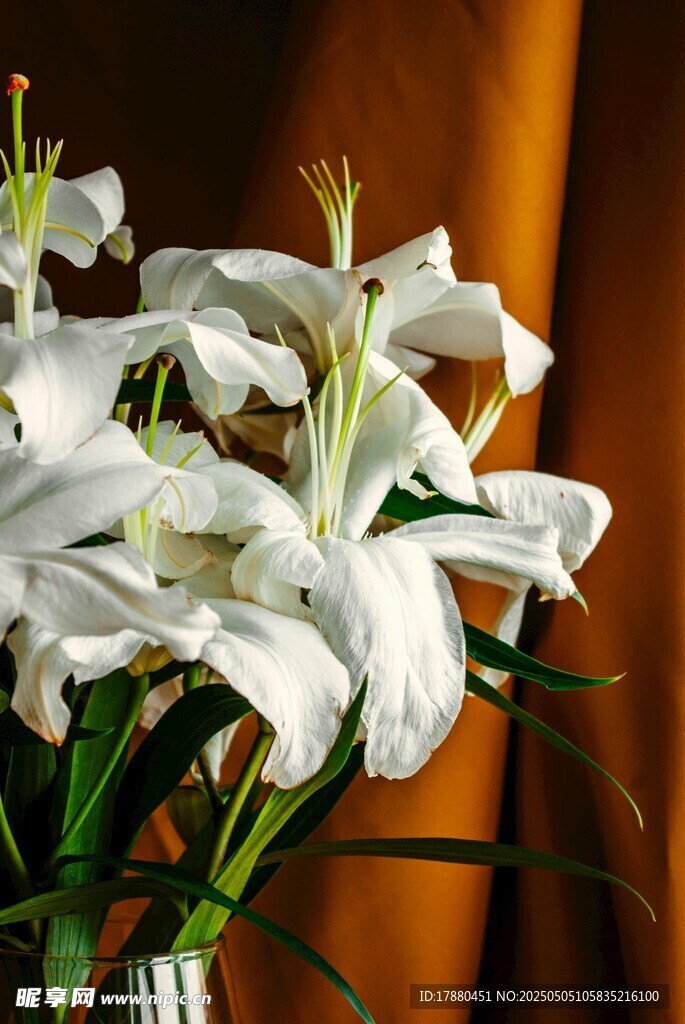 百合花