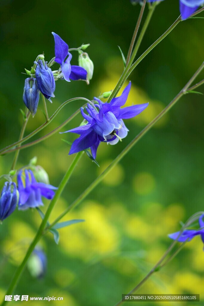 翠雀花