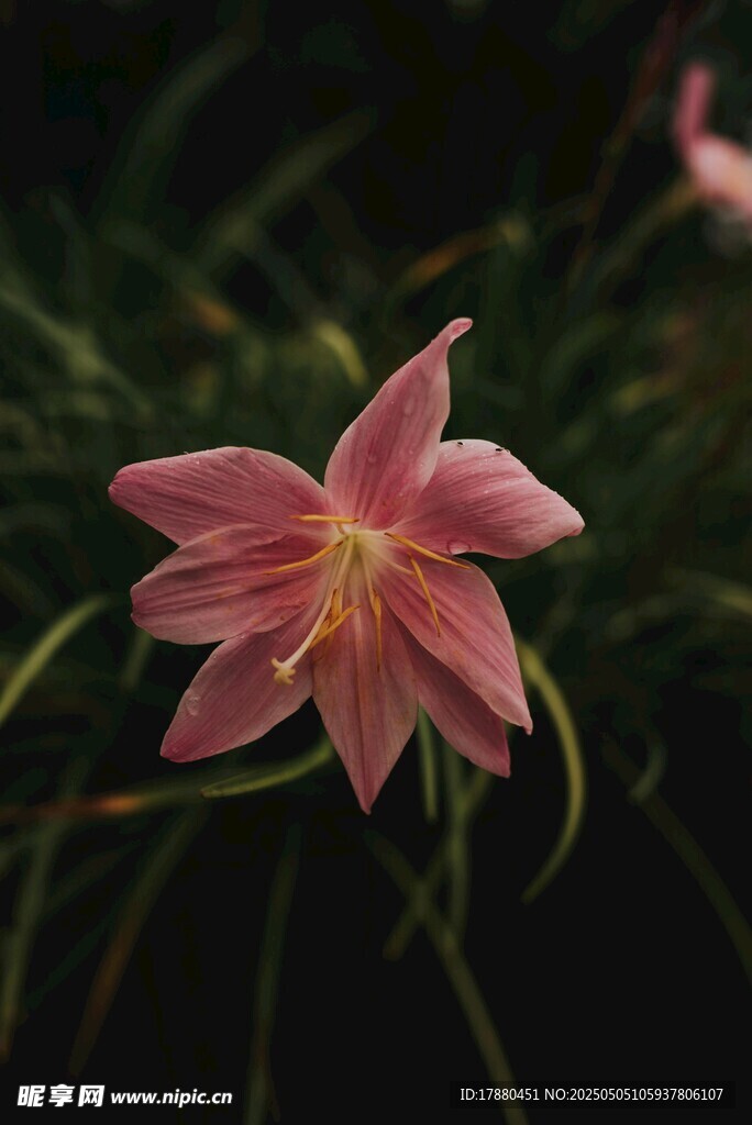 百合