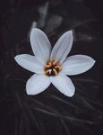白色小花
