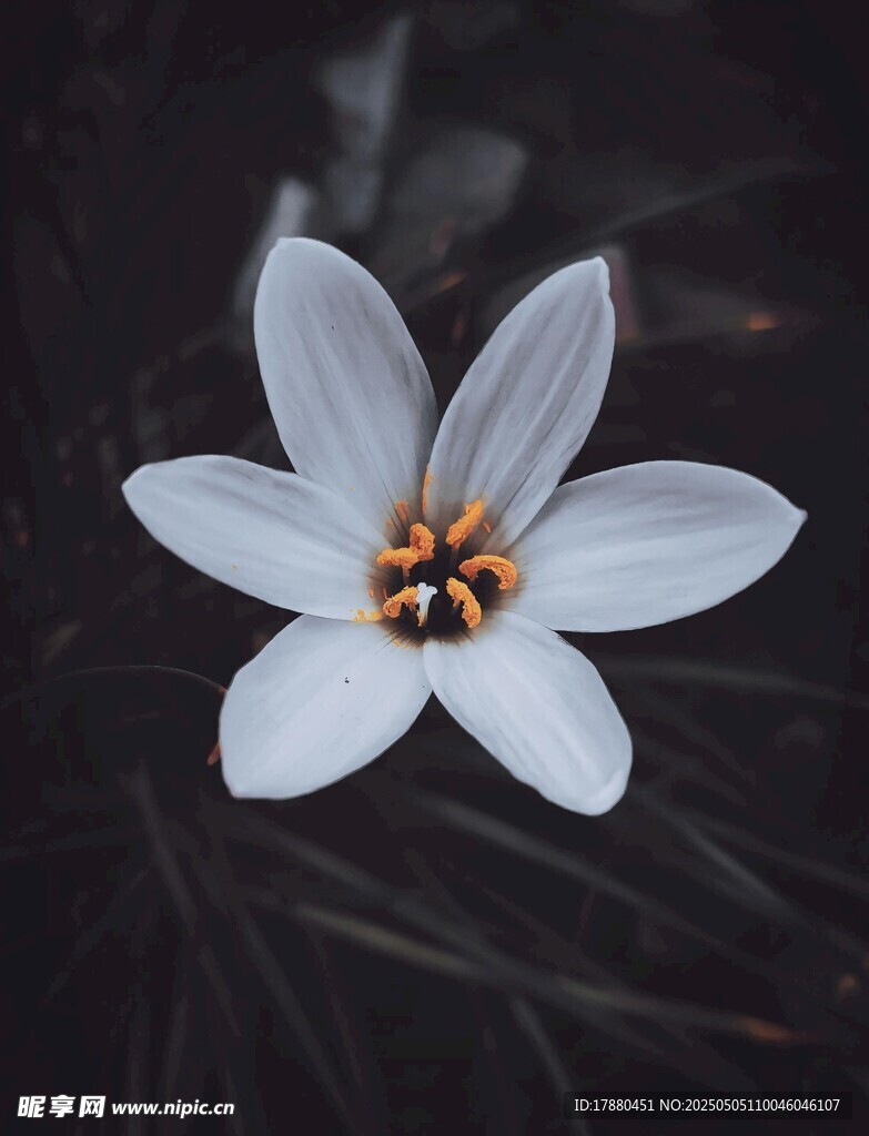 白色小花
