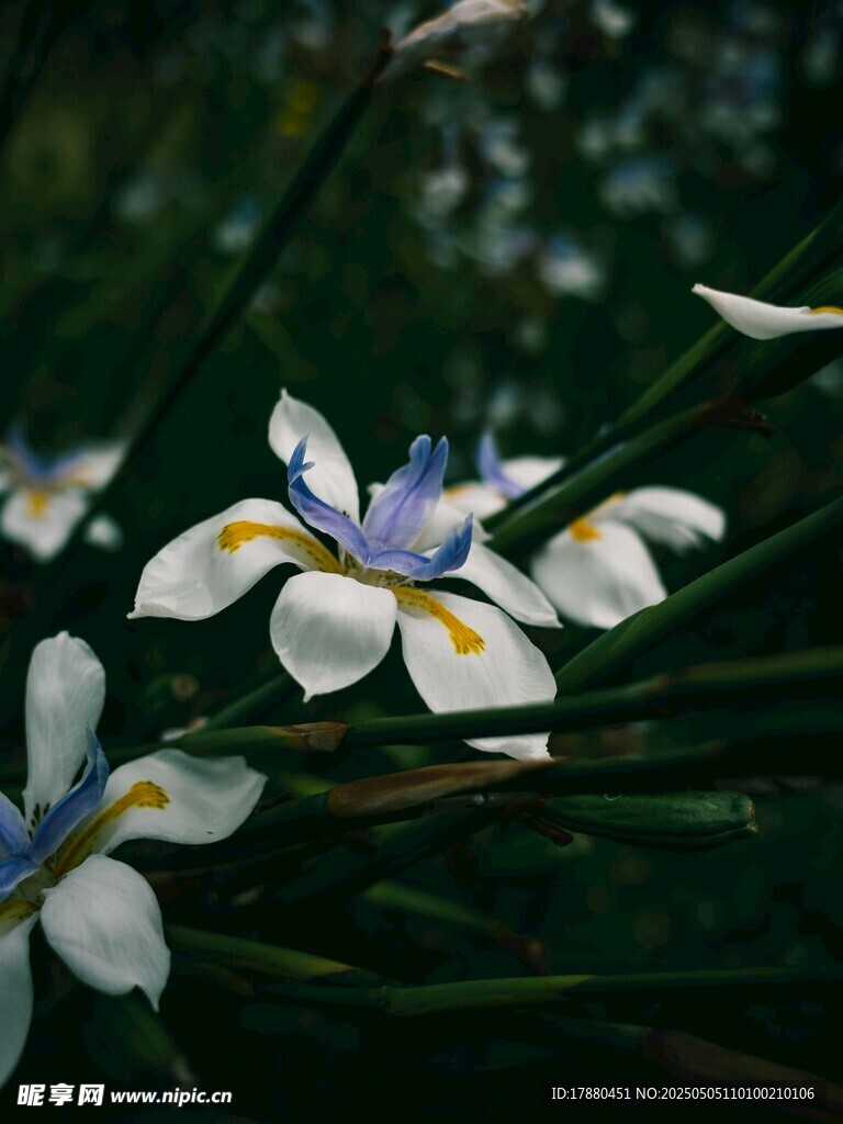 鸢尾花