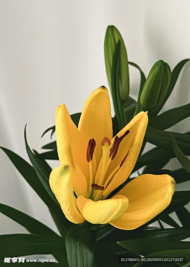 百合花