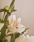 百合花