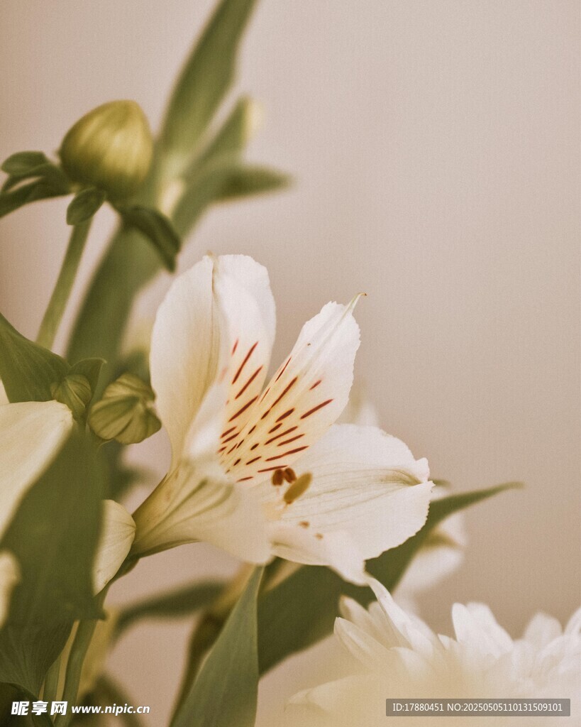 百合花