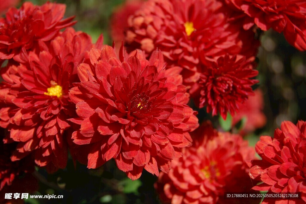 菊花