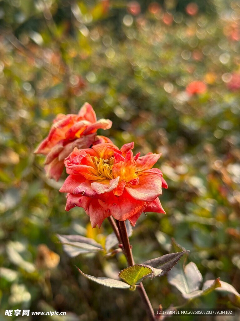 玫瑰