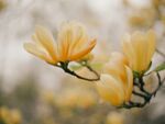 玉兰花